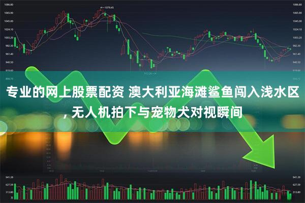专业的网上股票配资 澳大利亚海滩鲨鱼闯入浅水区, 无人机拍下与宠物犬对视瞬间