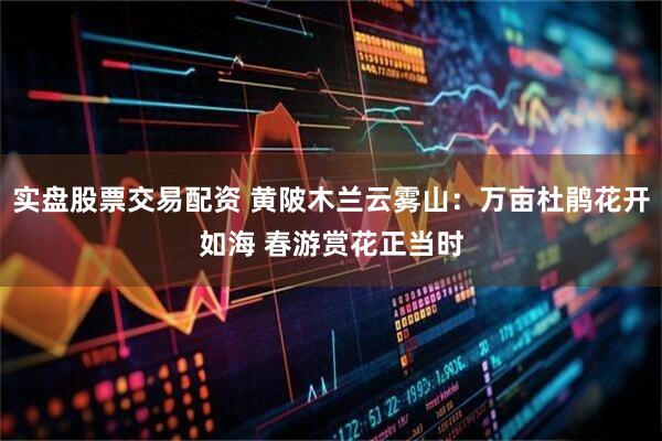 实盘股票交易配资 黄陂木兰云雾山：万亩杜鹃花开如海 春游赏花正当时