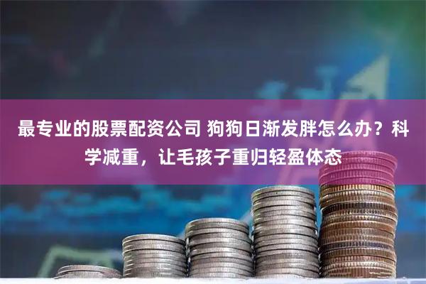 最专业的股票配资公司 狗狗日渐发胖怎么办？科学减重，让毛孩子重归轻盈体态